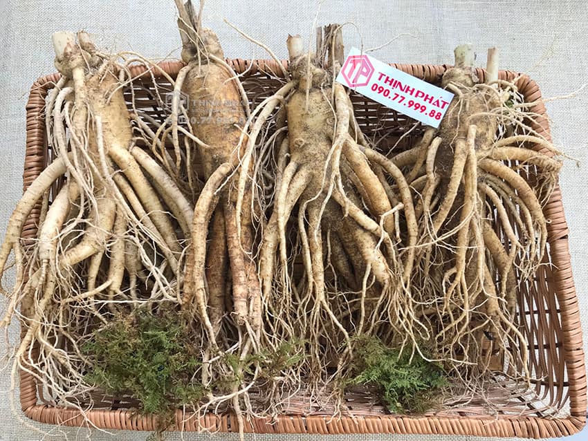 Nhân sâm tươi Hàn Quốc 4 củ 1 kg