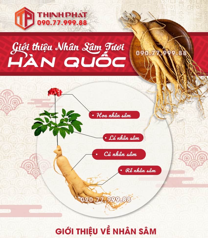 Giới thiệu công dụng, cách sử dụng sâm tươi Hàn Quốc Giới thiệu công dụng, cách sử dụng sâm tươi Hàn Quốc